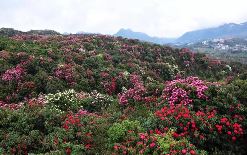 百里杜鹃风景区.jpg