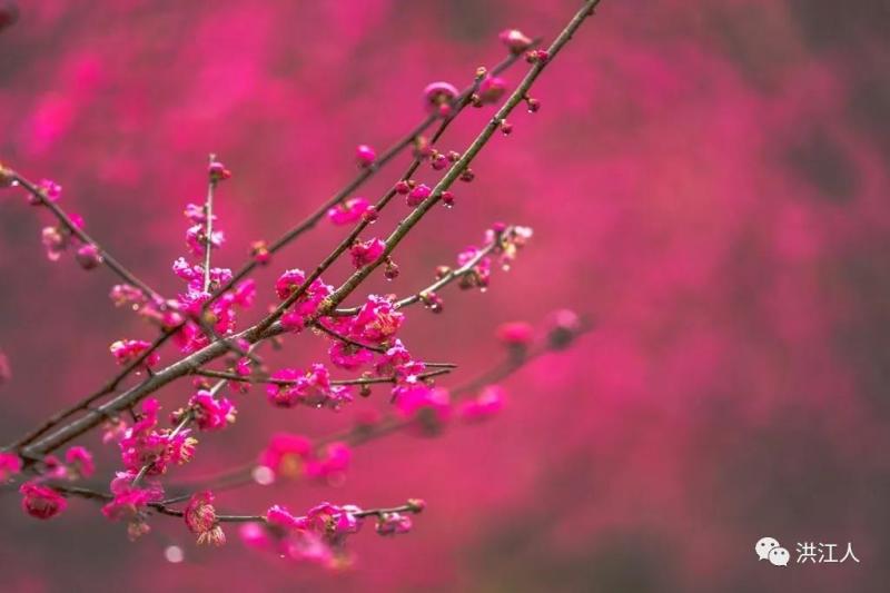 春满洪江古城,带您"云上"赏梅花!