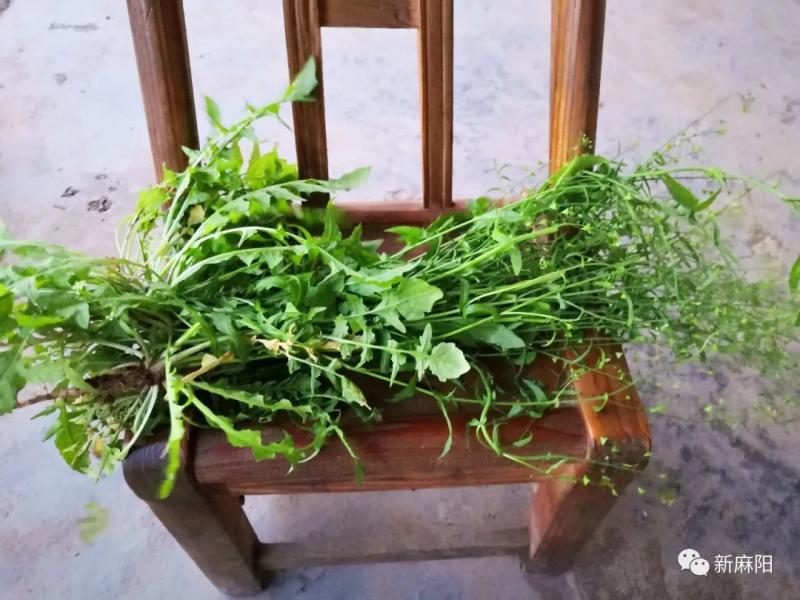 中医学认为,荠菜性味甘,凉