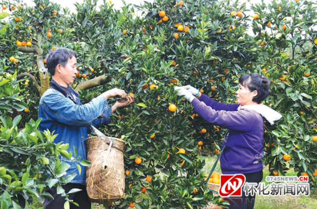 据悉,黔阳冰糖橙种植面积已达20.