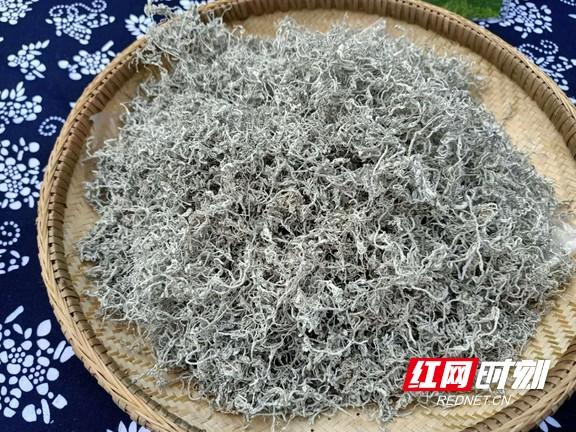 中国·永顺莓茶文化节在芙蓉镇举行 叶红专宣布开幕