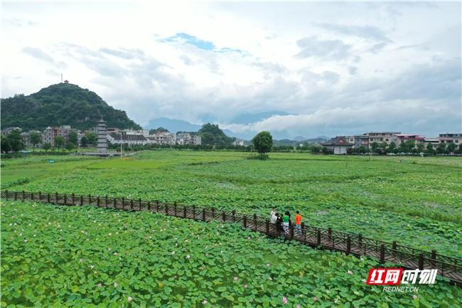 假期第二天,湖南省永州市道县清塘镇楼田村莲池栈道里的荷花开得正好