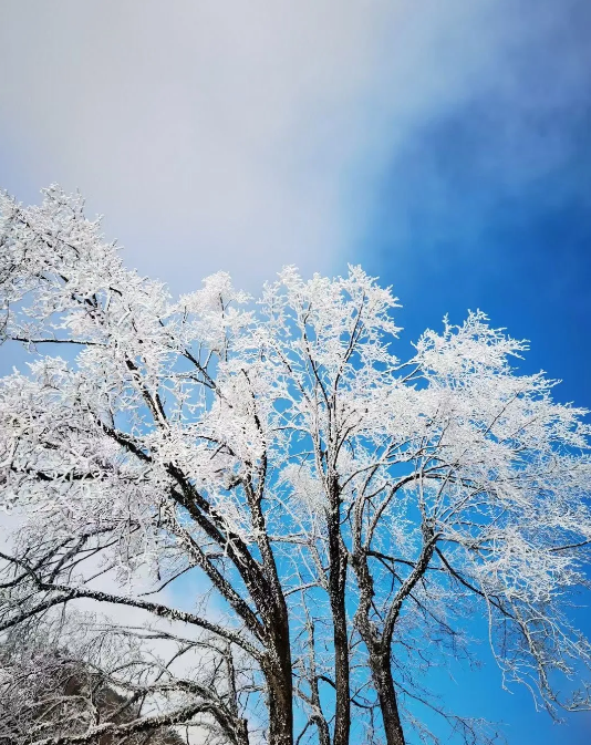 怀化暖阳下赏雪景!看草木皆"冰"的仙境