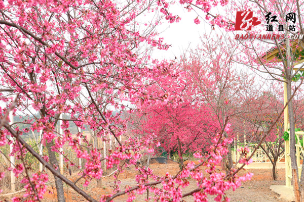 中国红樱花基地图片