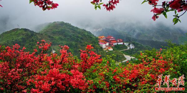 双牌阳明山杜鹃花图片