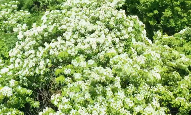 新田:油桐花开满山白