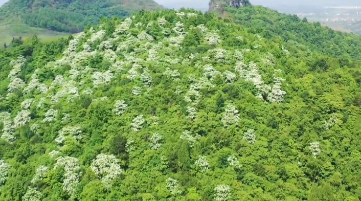 新田:油桐花開滿山白