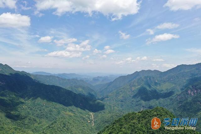 寧遠九嶷山新發現一片斑竹林寧遠縣九嶷山國家級自然保護區護林員鄧志